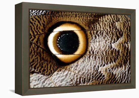 Macrophotograph of Owl Butterfly Wing-Dr. Keith Wheeler-Framed Premier Image Canvas
