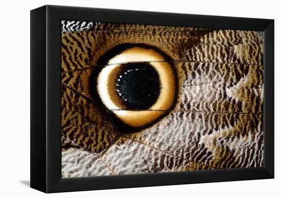 Macrophotograph of Owl Butterfly Wing-Dr. Keith Wheeler-Framed Premier Image Canvas