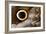 Macrophotograph of Owl Butterfly Wing-Dr. Keith Wheeler-Framed Photographic Print