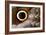 Macrophotograph of Owl Butterfly Wing-Dr. Keith Wheeler-Framed Photographic Print