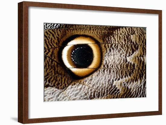 Macrophotograph of Owl Butterfly Wing-Dr. Keith Wheeler-Framed Photographic Print