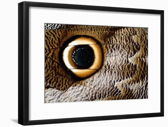 Macrophotograph of Owl Butterfly Wing-Dr. Keith Wheeler-Framed Photographic Print