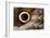 Macrophotograph of Owl Butterfly Wing-Dr. Keith Wheeler-Framed Photographic Print