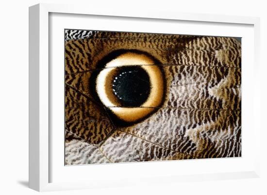 Macrophotograph of Owl Butterfly Wing-Dr. Keith Wheeler-Framed Photographic Print