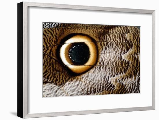 Macrophotograph of Owl Butterfly Wing-Dr. Keith Wheeler-Framed Photographic Print