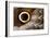 Macrophotograph of Owl Butterfly Wing-Dr. Keith Wheeler-Framed Photographic Print