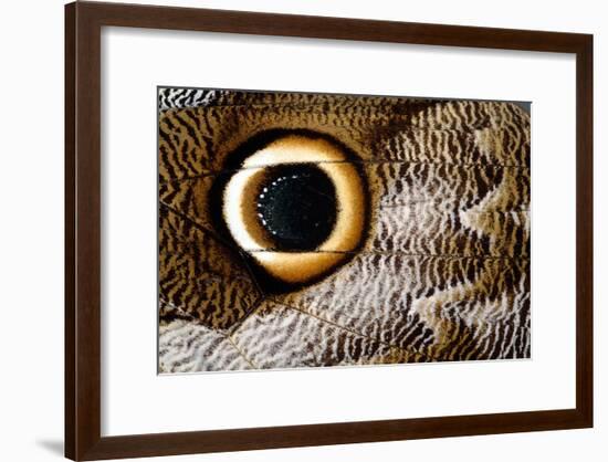 Macrophotograph of Owl Butterfly Wing-Dr. Keith Wheeler-Framed Photographic Print