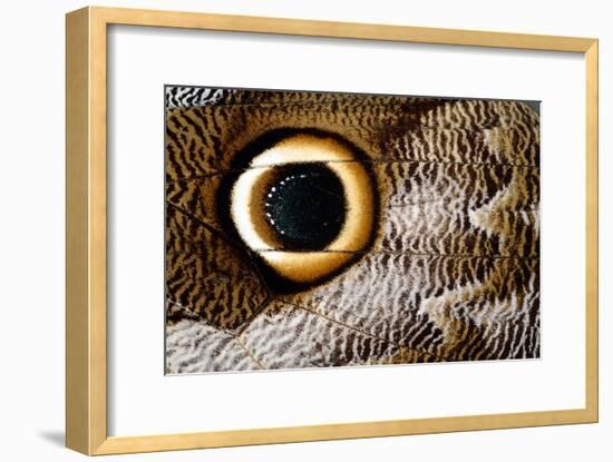 Macrophotograph of Owl Butterfly Wing-Dr. Keith Wheeler-Framed Photographic Print