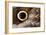 Macrophotograph of Owl Butterfly Wing-Dr. Keith Wheeler-Framed Photographic Print