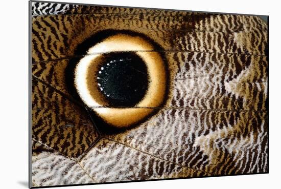 Macrophotograph of Owl Butterfly Wing-Dr. Keith Wheeler-Mounted Photographic Print