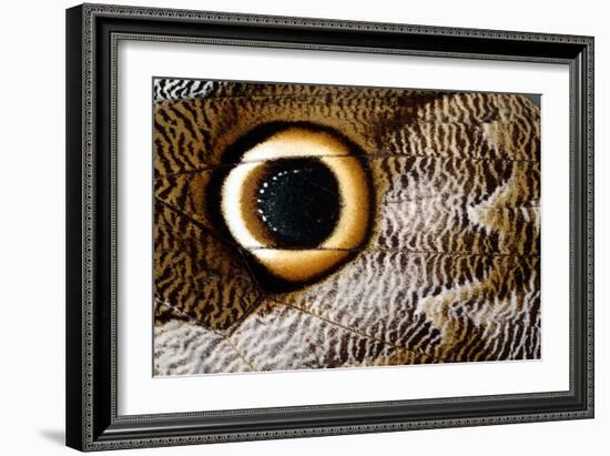 Macrophotograph of Owl Butterfly Wing-Dr. Keith Wheeler-Framed Photographic Print