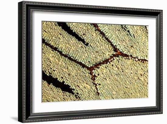 Macrophotograph of Papilio Zalmoxis Wing-Dr. Keith Wheeler-Framed Photographic Print