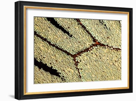 Macrophotograph of Papilio Zalmoxis Wing-Dr. Keith Wheeler-Framed Photographic Print