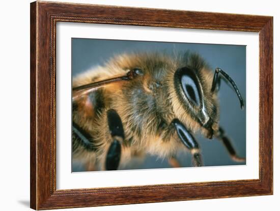 Macrophpoto of the Head of a Honey Bee-Dr. Jeremy Burgess-Framed Photographic Print