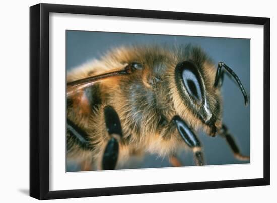 Macrophpoto of the Head of a Honey Bee-Dr. Jeremy Burgess-Framed Photographic Print