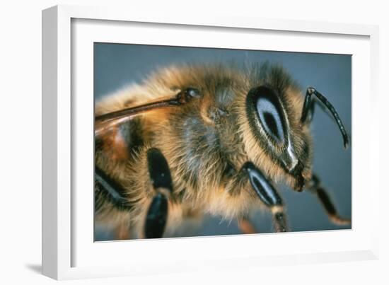 Macrophpoto of the Head of a Honey Bee-Dr. Jeremy Burgess-Framed Photographic Print