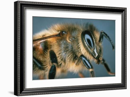 Macrophpoto of the Head of a Honey Bee-Dr. Jeremy Burgess-Framed Photographic Print