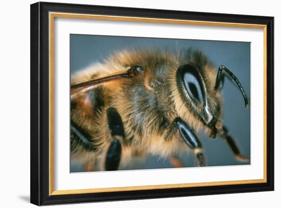 Macrophpoto of the Head of a Honey Bee-Dr. Jeremy Burgess-Framed Photographic Print