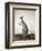 Macropus Parryi, 1834-Edward Lear-Framed Giclee Print