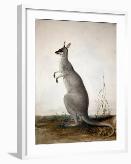 Macropus Parryi, 1834-Edward Lear-Framed Giclee Print