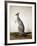 Macropus Parryi, 1834-Edward Lear-Framed Giclee Print