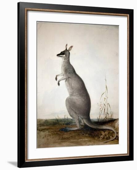 Macropus Parryi, 1834-Edward Lear-Framed Giclee Print