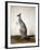 Macropus Parryi, 1834-Edward Lear-Framed Giclee Print