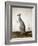 Macropus Parryi, 1834-Edward Lear-Framed Giclee Print