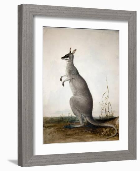 Macropus Parryi, 1834-Edward Lear-Framed Giclee Print