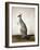 Macropus Parryi, 1834-Edward Lear-Framed Giclee Print