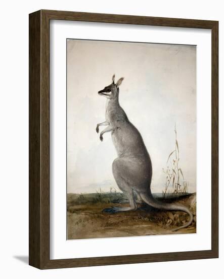 Macropus Parryi, 1834-Edward Lear-Framed Giclee Print