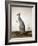 Macropus Parryi, 1834-Edward Lear-Framed Giclee Print