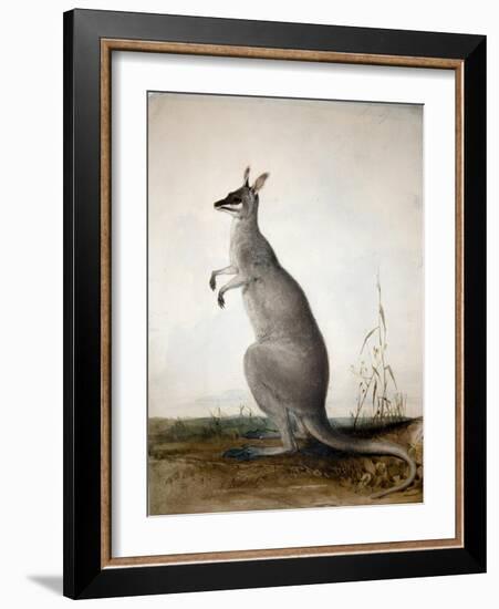 Macropus Parryi, 1834-Edward Lear-Framed Giclee Print