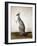 Macropus Parryi, 1834-Edward Lear-Framed Giclee Print