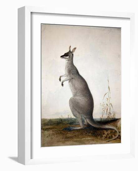 Macropus Parryi, 1834-Edward Lear-Framed Giclee Print