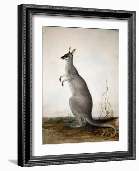 Macropus Parryi, 1834-Edward Lear-Framed Giclee Print