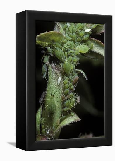 Macrosiphum Rosae (Rose Aphid)-Paul Starosta-Framed Premier Image Canvas