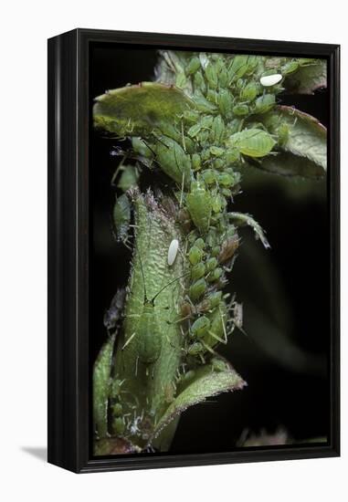 Macrosiphum Rosae (Rose Aphid)-Paul Starosta-Framed Premier Image Canvas