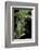 Macrosiphum Rosae (Rose Aphid)-Paul Starosta-Framed Photographic Print