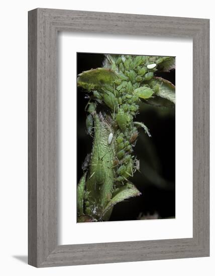 Macrosiphum Rosae (Rose Aphid)-Paul Starosta-Framed Photographic Print