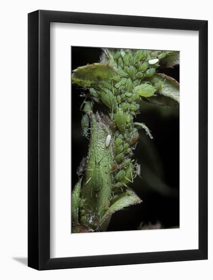 Macrosiphum Rosae (Rose Aphid)-Paul Starosta-Framed Photographic Print