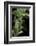 Macrosiphum Rosae (Rose Aphid)-Paul Starosta-Framed Photographic Print