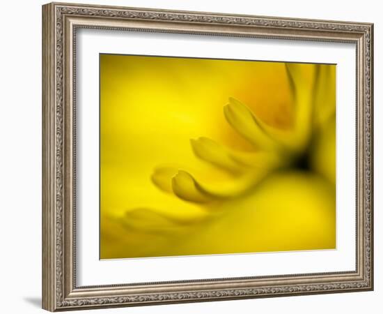 Mad About Yellow-Ursula Abresch-Framed Photographic Print