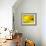 Mad About Yellow-Ursula Abresch-Framed Photographic Print displayed on a wall