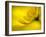 Mad About Yellow-Ursula Abresch-Framed Photographic Print