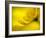 Mad About Yellow-Ursula Abresch-Framed Photographic Print