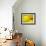 Mad About Yellow-Ursula Abresch-Framed Photographic Print displayed on a wall