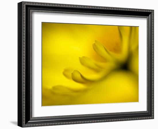 Mad About Yellow-Ursula Abresch-Framed Photographic Print