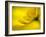 Mad About Yellow-Ursula Abresch-Framed Photographic Print