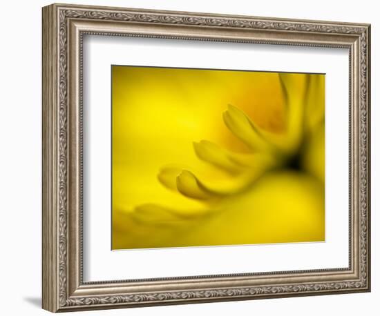 Mad About Yellow-Ursula Abresch-Framed Photographic Print